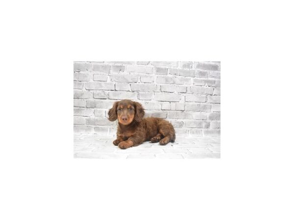 Dachshund- Available 6/24-DOG-Female-Chocolate and Tan-337-PetCenter Old Bridge, New Jersey