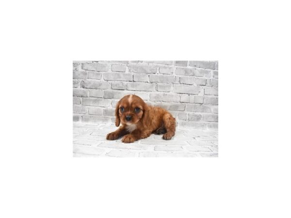 Cavalier King Charles Spaniel- Available 6/24-DOG-Male-Ruby-338-PetCenter Old Bridge, New Jersey