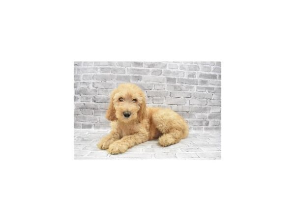 Goldendoodle 2nd Gen- Available 6/24-DOG-Male-Golden-339-PetCenter Old Bridge, New Jersey