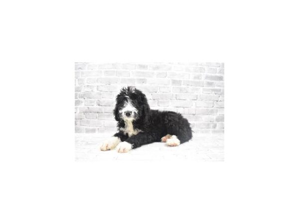 Bernedoodle- Available 6/24-DOG-Female-Black and White-340-PetCenter Old Bridge, New Jersey