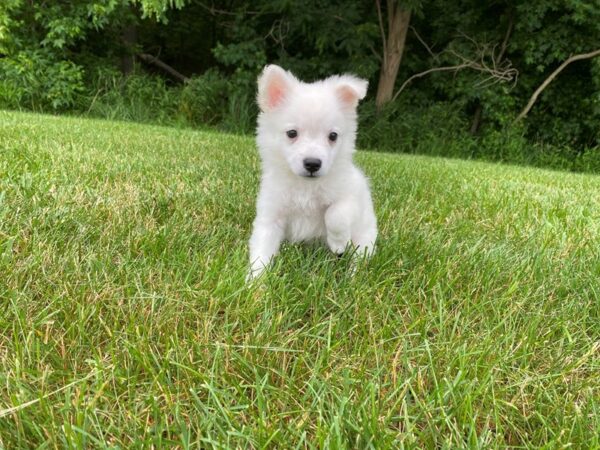 American Eskimo- Available 6/24-DOG-Male-White-325-PetCenter Old Bridge, New Jersey