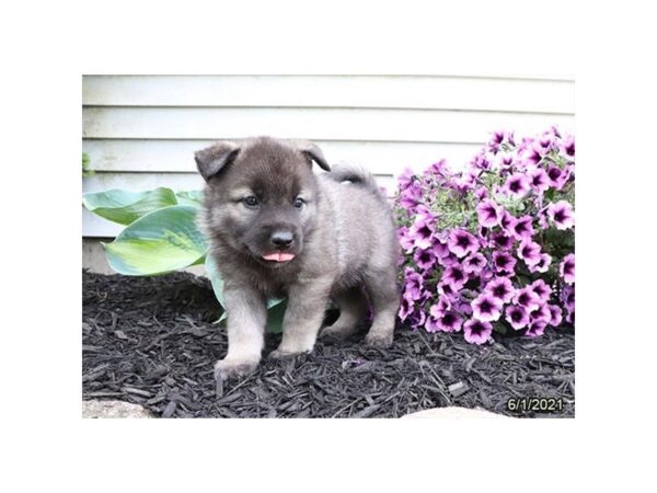 Norwegian Elkhound- Available 7/1-DOG-Male-Black / Silver-343-PetCenter Old Bridge, New Jersey
