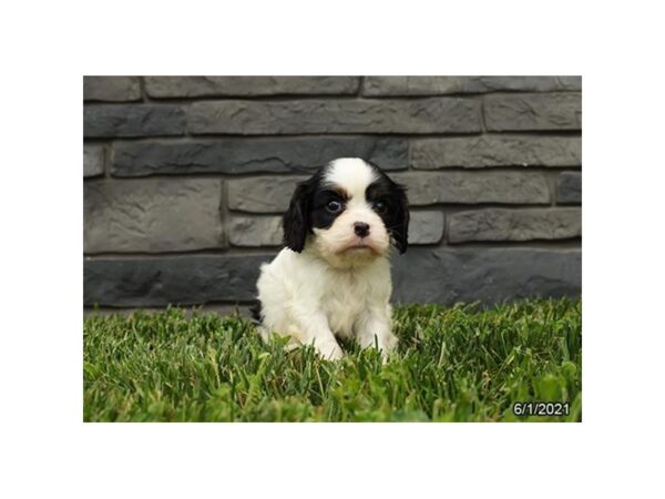Cavalier King Charles Spaniel- Available 7/1-DOG-Male-Tri-Colored-345-PetCenter Old Bridge, New Jersey