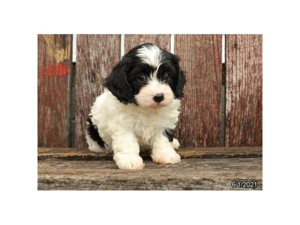 Cavapoo- Available 7/1-DOG-Male-Black / White-346-PetCenter Old Bridge, New Jersey