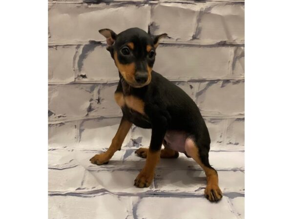 Miniature Pinscher- Available 7/1-DOG-Male-Black / Tan-344-PetCenter Old Bridge, New Jersey