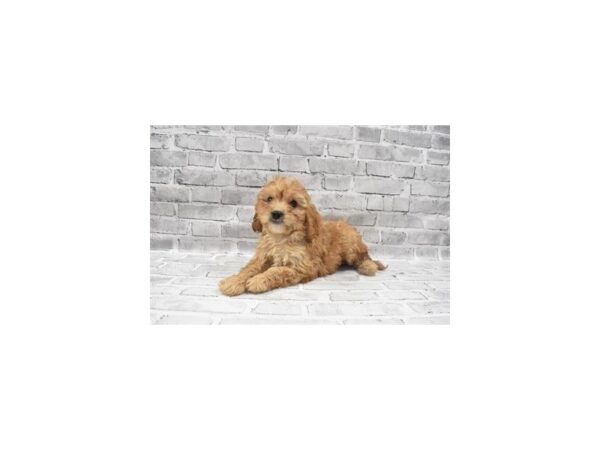 Cavapoo- Available 6/30-DOG-Male-Red-347-PetCenter Old Bridge, New Jersey