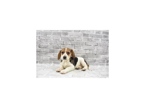 Beagle- Available 6/30-DOG-Female-Black White and Tan-348-PetCenter Old Bridge, New Jersey