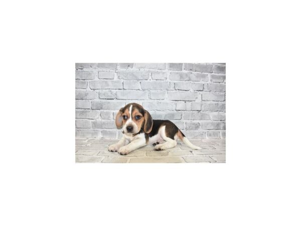 Beagle- Available 6/30-DOG-Male-Black White and Tan-349-PetCenter Old Bridge, New Jersey