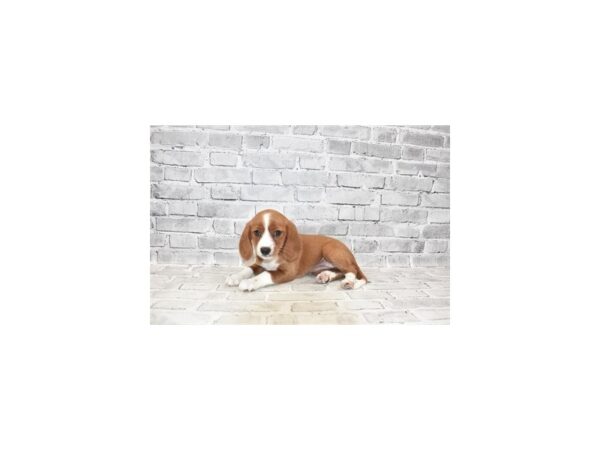 Beaglier- Available 6/30-DOG-Female-Red and White-351-PetCenter Old Bridge, New Jersey