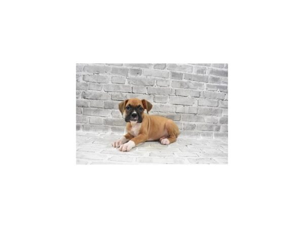 Boxer- Available 6/30-DOG-Female-Fawn-352-PetCenter Old Bridge, New Jersey