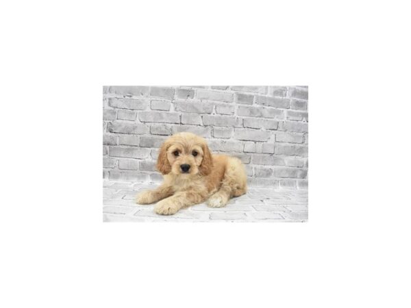 Cavachon- Available 6/30-DOG-Male-Cream-353-PetCenter Old Bridge, New Jersey