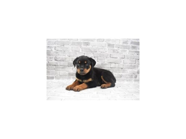 Rottweiler- Available 7/8-DOG-Female-Black and Mahogany-367-PetCenter Old Bridge, New Jersey