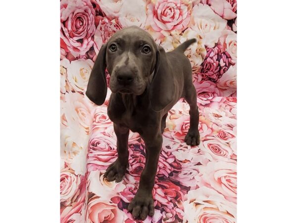 Weimaraner- Available 7/1-DOG-Female-Blue-341-PetCenter Old Bridge, New Jersey