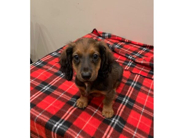 Dachshund- Available 6/30-DOG-Male-Wild boar-354-PetCenter Old Bridge, New Jersey