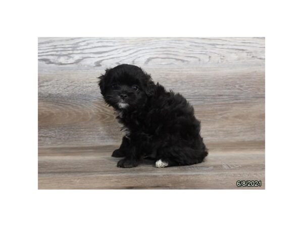 Chinpoo- Available 7/8-DOG-Male-Black-356-PetCenter Old Bridge, New Jersey