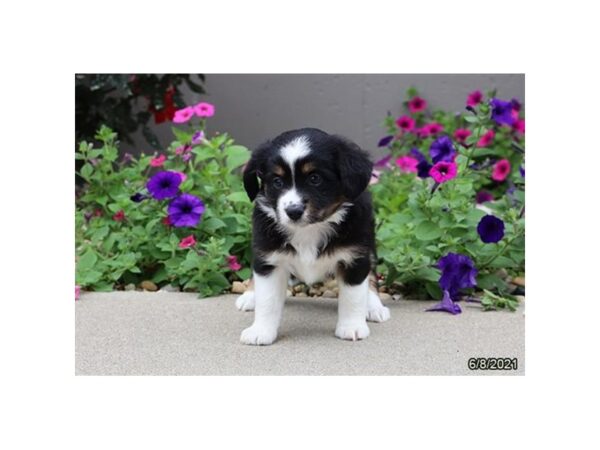 Miniature Australian Shepherd- Available 7/8-DOG-Female-Black Tan / White-357-PetCenter Old Bridge, New Jersey