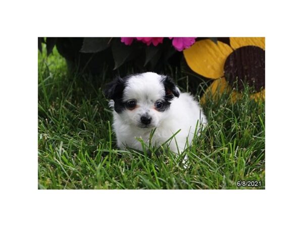 Chihuahua- Available 7/8-DOG-Male-White-358-PetCenter Old Bridge, New Jersey