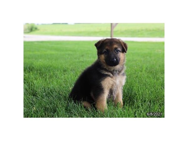German Shepherd- Available 7/8-DOG-Female-Black / Tan-359-PetCenter Old Bridge, New Jersey