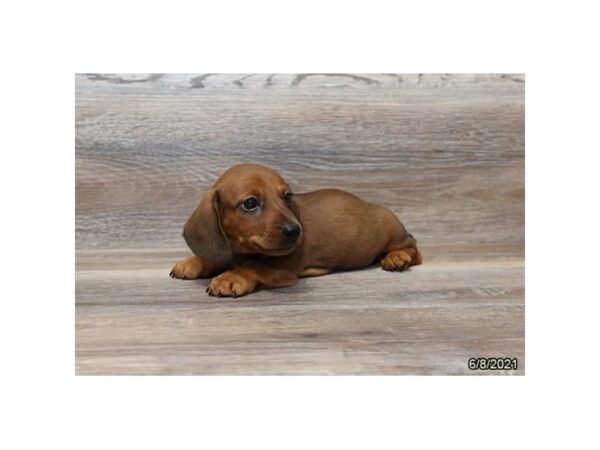 Dachshund- Available 7/8-DOG-Male-Wild Boar-360-PetCenter Old Bridge, New Jersey