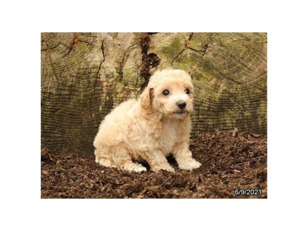 Bichon Poo- Available 7/8-DOG-Female-Apricot-361-PetCenter Old Bridge, New Jersey