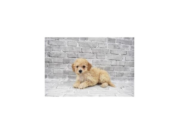 Bichon Poo- Available 7/8-DOG-Female-Apricot-362-PetCenter Old Bridge, New Jersey