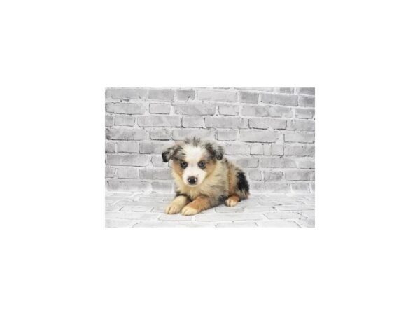 Miniature Australian Shepherd- Available 7/8-DOG-Male-Blue Merle White and Tan-363-PetCenter Old Bridge, New Jersey