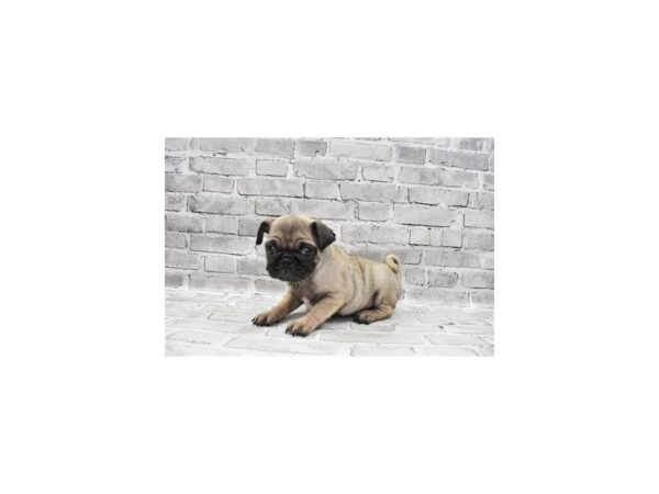 Pug- Available 7/8-DOG-Male-Fawn-364-PetCenter Old Bridge, New Jersey