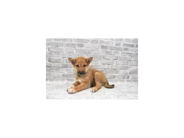 Shiba Inu- Available 7/8-DOG-Male-Red-365-PetCenter Old Bridge, New Jersey