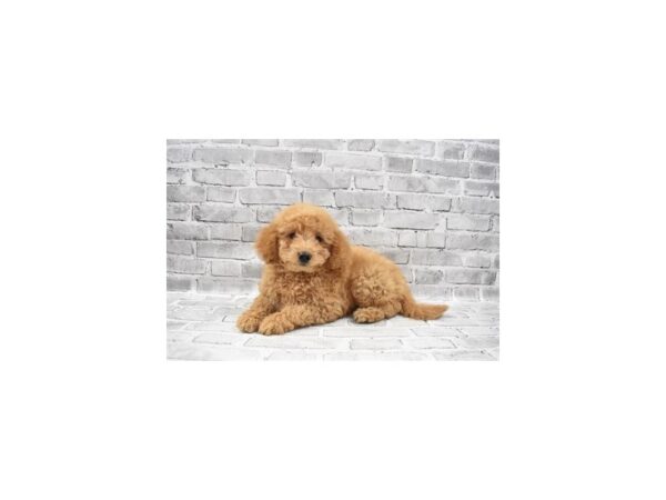 Mini Goldendoodle 2nd Gen- Available 7/8-DOG-Female-Apricot-366-PetCenter Old Bridge, New Jersey