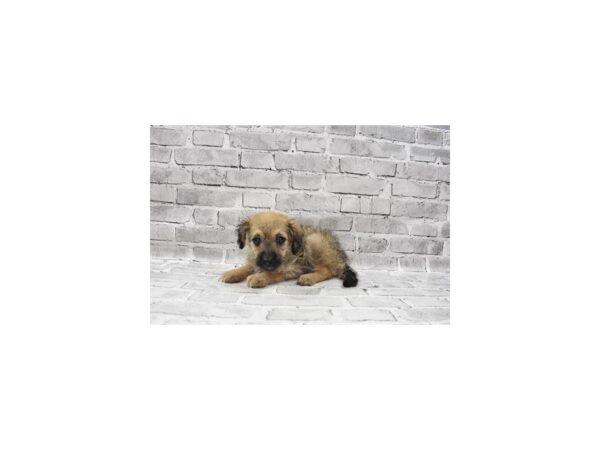 Havachon- Available 7/8-DOG-Female-Fawn Sable-368-PetCenter Old Bridge, New Jersey