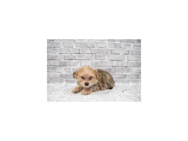 Morkie- Available 7/8-DOG-Male-Gold-369-PetCenter Old Bridge, New Jersey