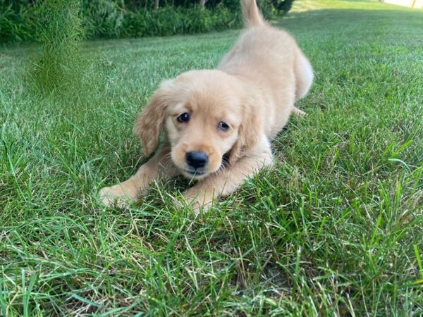Golden Retriever-DOG-Female-Golden-355-PetCenter Old Bridge, New Jersey