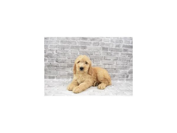Mini Goldendoodle- Available 7/15-DOG-Male-Golden-378-PetCenter Old Bridge, New Jersey