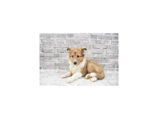 Shetland Sheepdog- Available 7/15-DOG-Female-Sable Merle and White-379-PetCenter Old Bridge, New Jersey