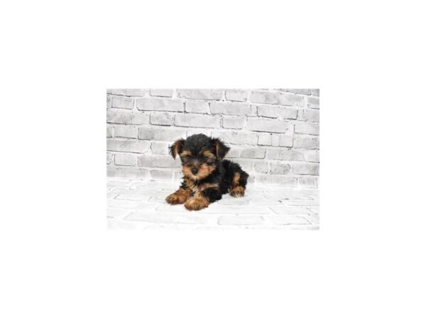 Yorkshire Terrier- Available 7/15-DOG-Male-Black and Tan-371-PetCenter Old Bridge, New Jersey