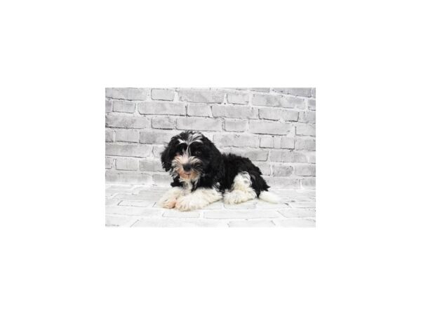 Havanese- Available 7/15-DOG-Female-Black and White-372-PetCenter Old Bridge, New Jersey