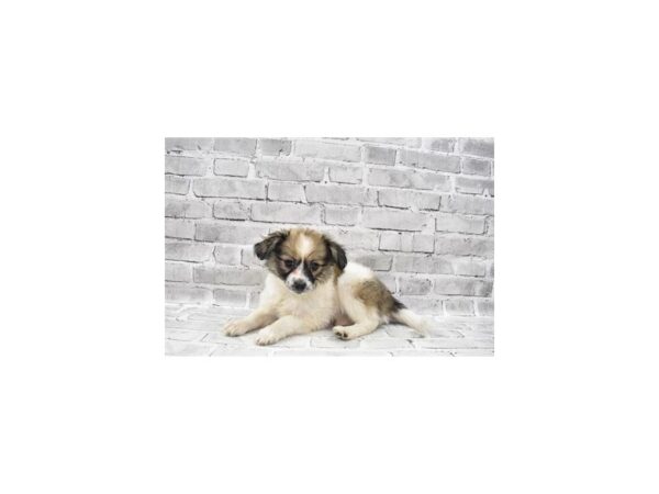 Papillon- Available 7/15-DOG-Female-White and Red-373-PetCenter Old Bridge, New Jersey