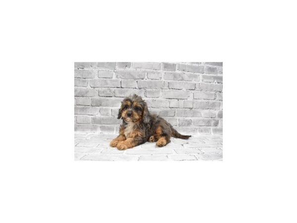 Cavapoo- Available 7/15-DOG-Male-Blue Merle-374-PetCenter Old Bridge, New Jersey