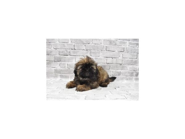 Shih Tzu- Available 7/15-DOG-Female-Gold-375-PetCenter Old Bridge, New Jersey