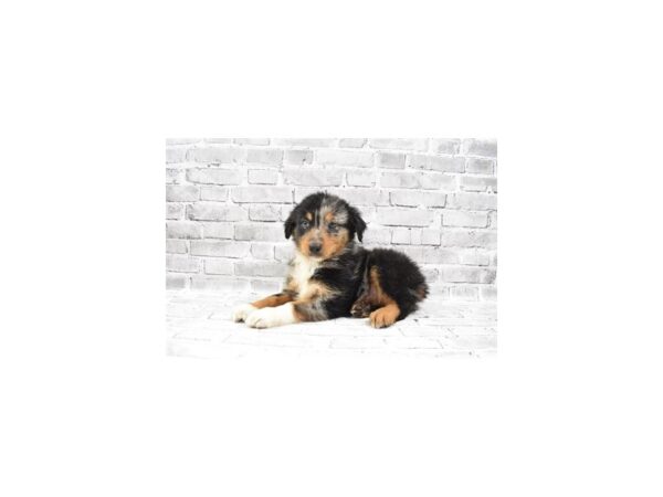 Australian Shepherd- Available 7/15-DOG-Male-Blue Merle White and Tan-376-PetCenter Old Bridge, New Jersey