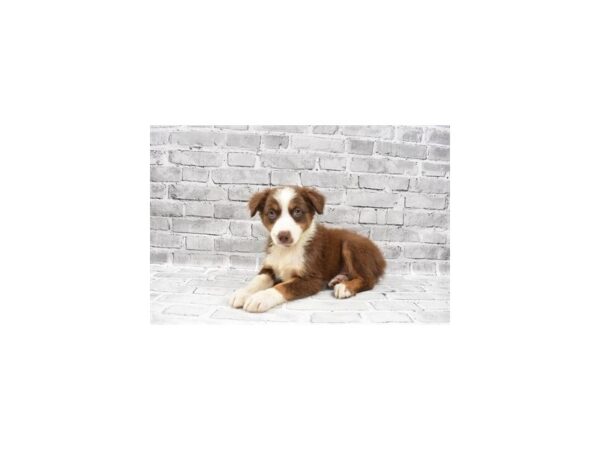 Australian Shepherd- Available 7/15-DOG-Female-Red-377-PetCenter Old Bridge, New Jersey