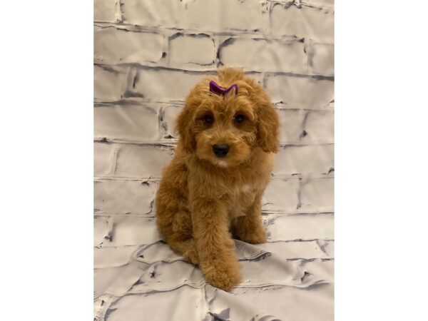 Goldendoodle- Available 7/22-DOG-Female-Red-380-PetCenter Old Bridge, New Jersey