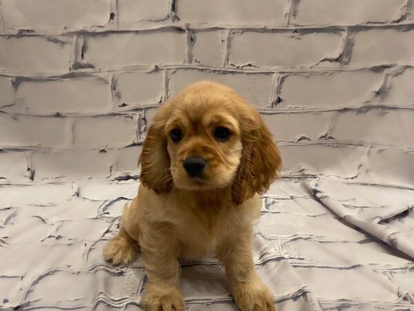 Cocker Spaniel- Available 7/22-DOG-Female-Buff-381-PetCenter Old Bridge, New Jersey