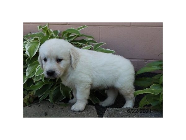 Golden Retriever- Available 7/22-DOG-Male-Cream-382-PetCenter Old Bridge, New Jersey