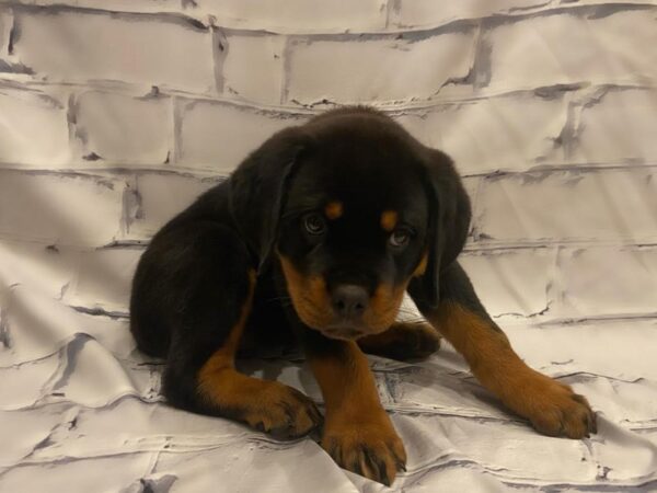 Rottweiler- Available 7/22-DOG-Female-Black / Tan-383-PetCenter Old Bridge, New Jersey