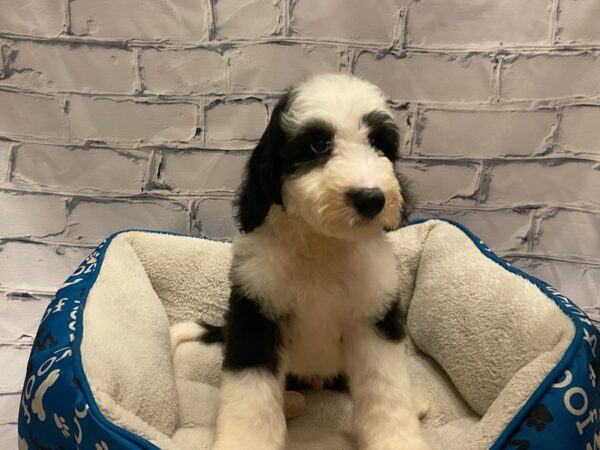 Sheepadoodle- Available 7/22-DOG-Male-Black / White-384-PetCenter Old Bridge, New Jersey
