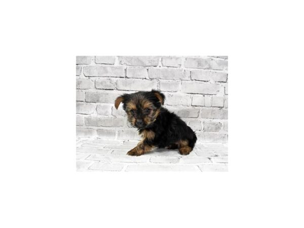 Yorkshire Terrier-DOG-Female-Black and Tan-386-PetCenter Old Bridge, New Jersey