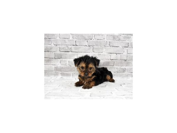 Yorkshire Terrier-DOG-Male-Black and Tan-387-PetCenter Old Bridge, New Jersey