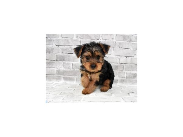 Yorkshire Terrier-DOG-Female-Black and Tan-388-PetCenter Old Bridge, New Jersey