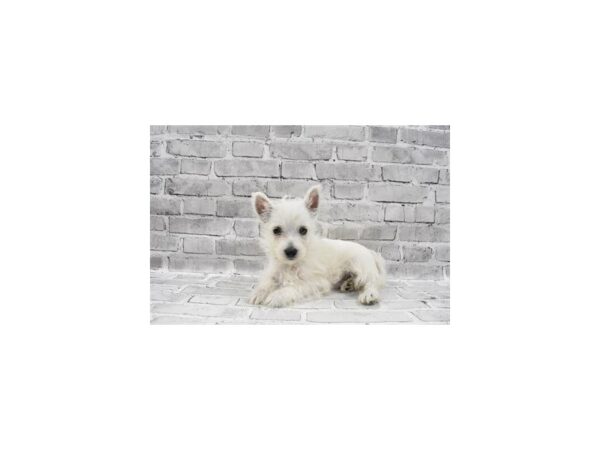West Highland White Terrier-DOG-Female-White-389-PetCenter Old Bridge, New Jersey